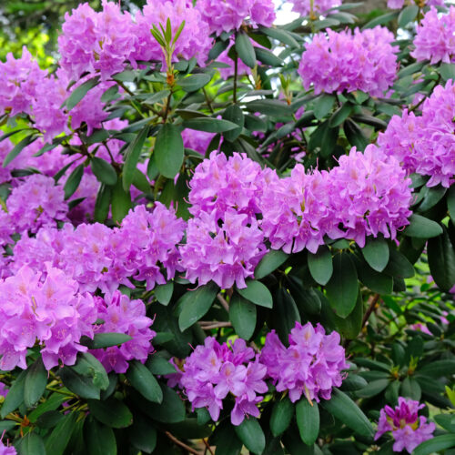 derfor-skal-du-have-rhododendron