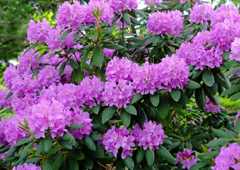 derfor-skal-du-have-rhododendron