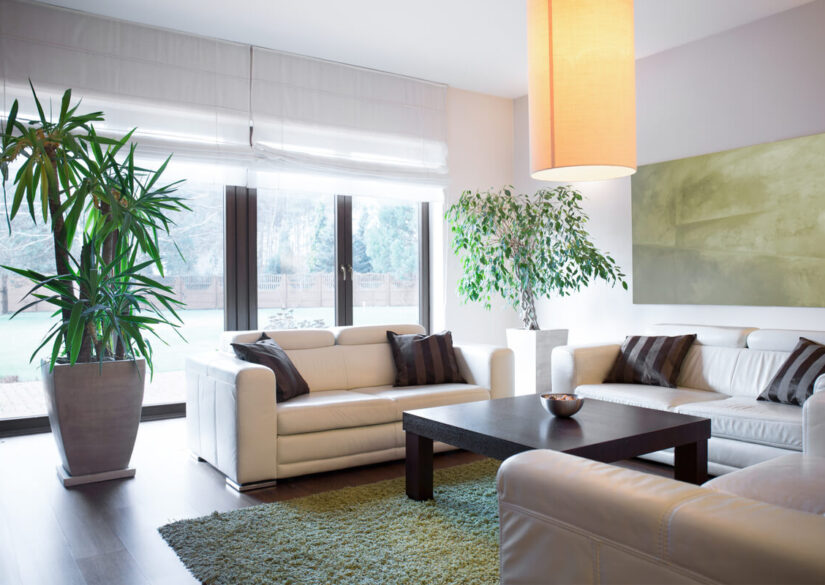 saadan-kommer-du-af-med-banafluer-i-dit-hus