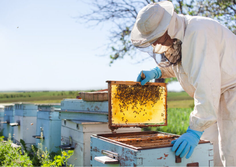 vokstavler-til-biavl