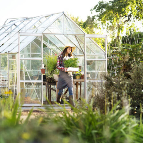 drivhus-vedligeholdelse-og-plantetyper