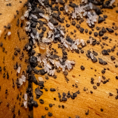 forebyggelse-mod-vaeggelus