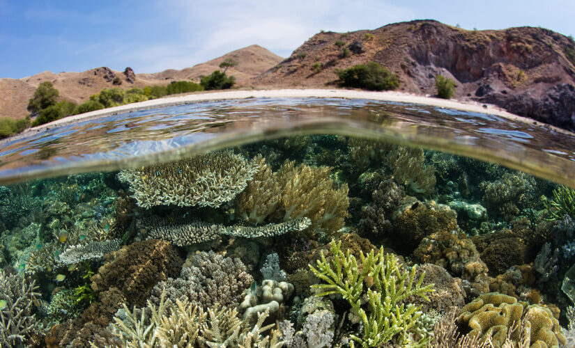 dette-skal-du-vide-om-vores-naturs-biodiversitet