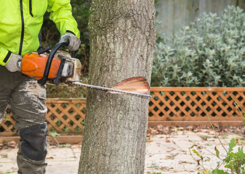 gode-raad-til-traefaeldning