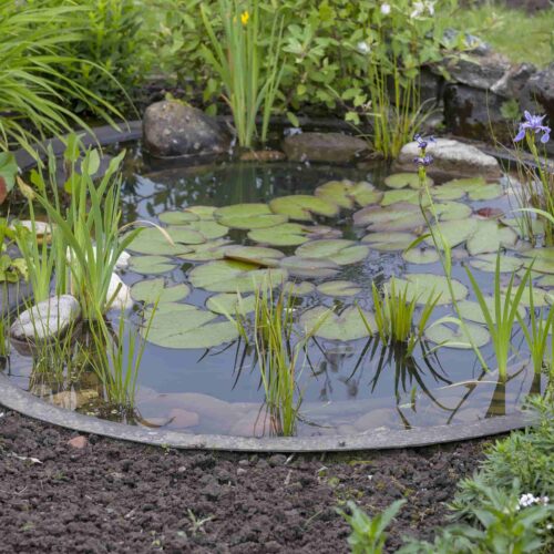 havebassin-vs-spejlbassin-skab-mere-biodiversitet-i-haven