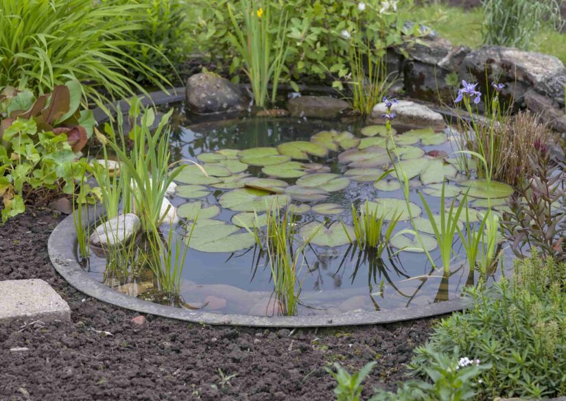 havebassin-vs-spejlbassin-skab-mere-biodiversitet-i-haven